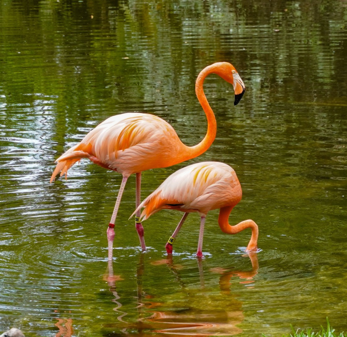 "Two Flamingos" stock image