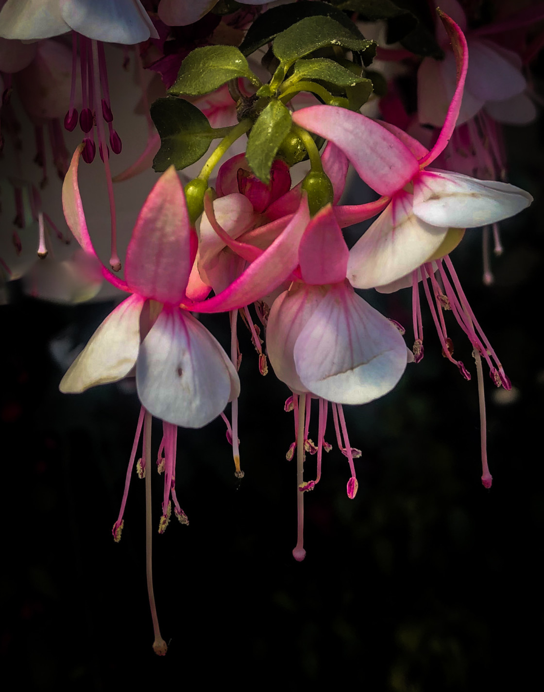 "Hanging Fuchias" stock image