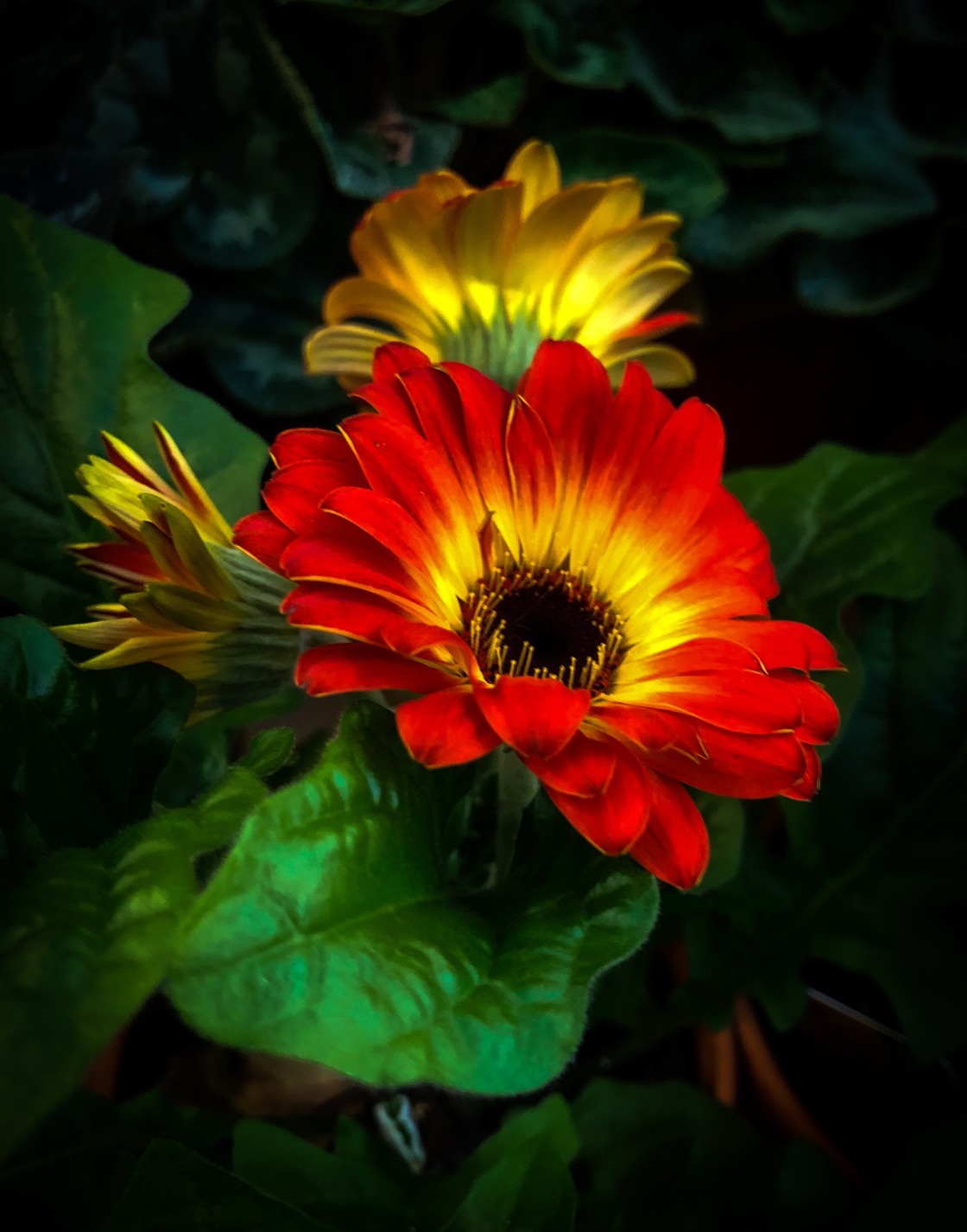 "Red Daisy" stock image