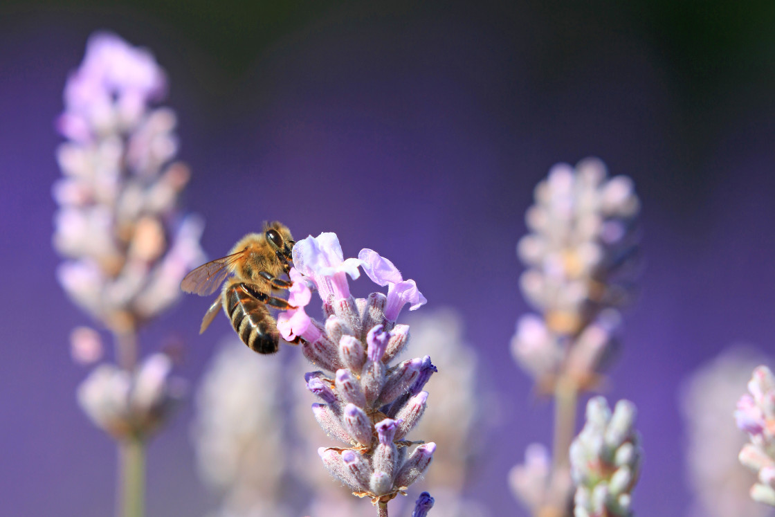 "Honey Bee on Lavender" stock image