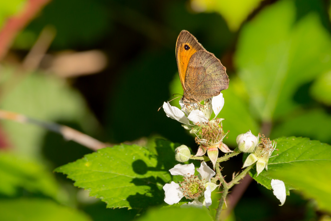 "Meadow Brown" stock image