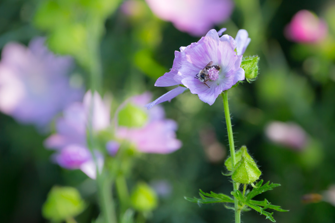 "Bee Sleeping in Musk Mallow Flower" stock image