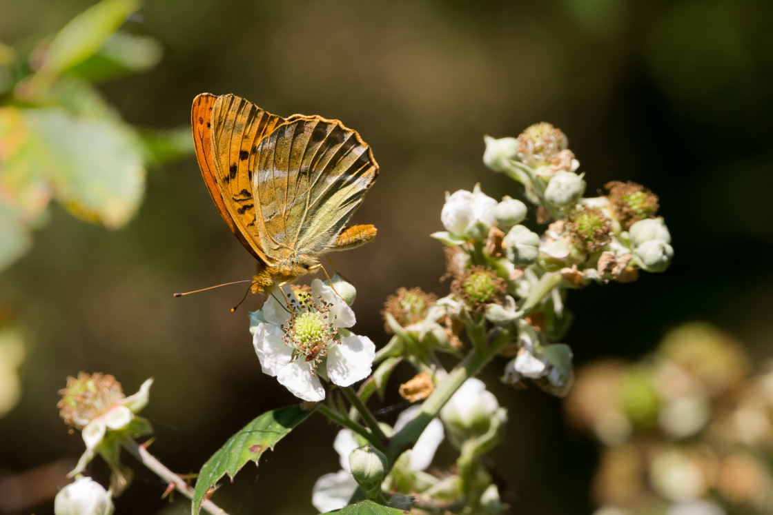 "Silver-washed Fritillary Butterfly" stock image