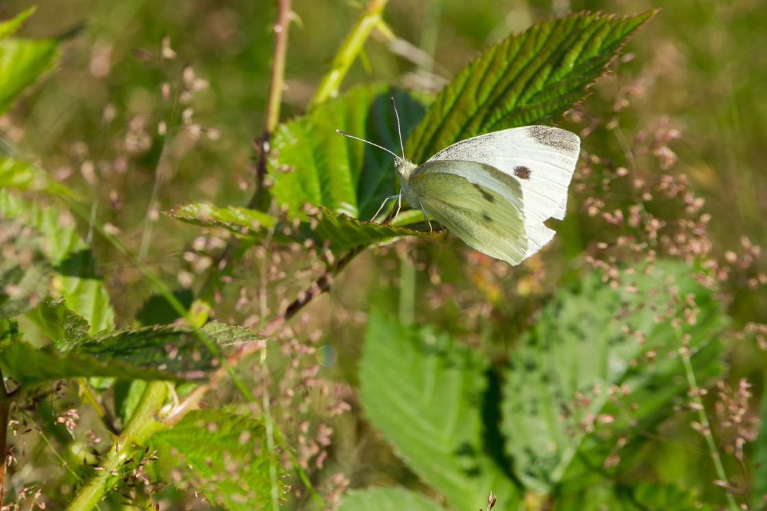 "Large White Butterfly" stock image