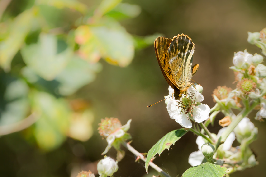 "Silver-washed Fritillary Butterfly" stock image