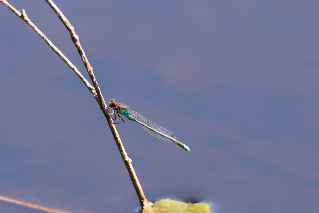 "Red-eyed Damselfly" stock image