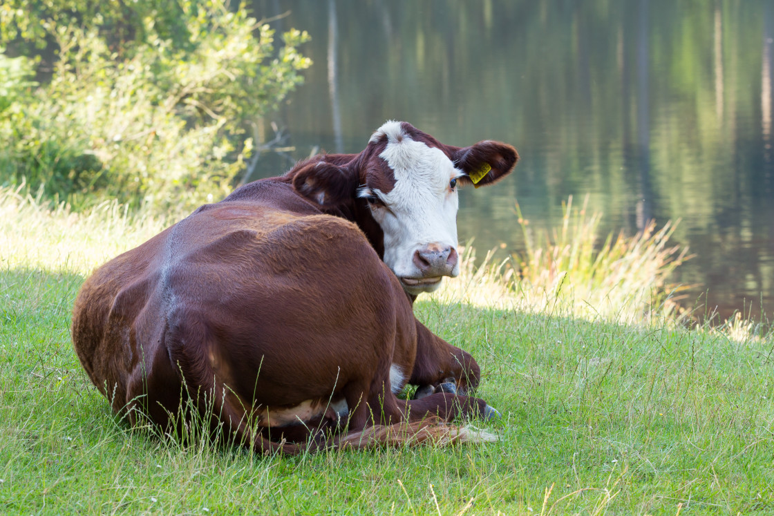 "Young Cow" by Gordon England - $12.71 "Young Cow" stock image