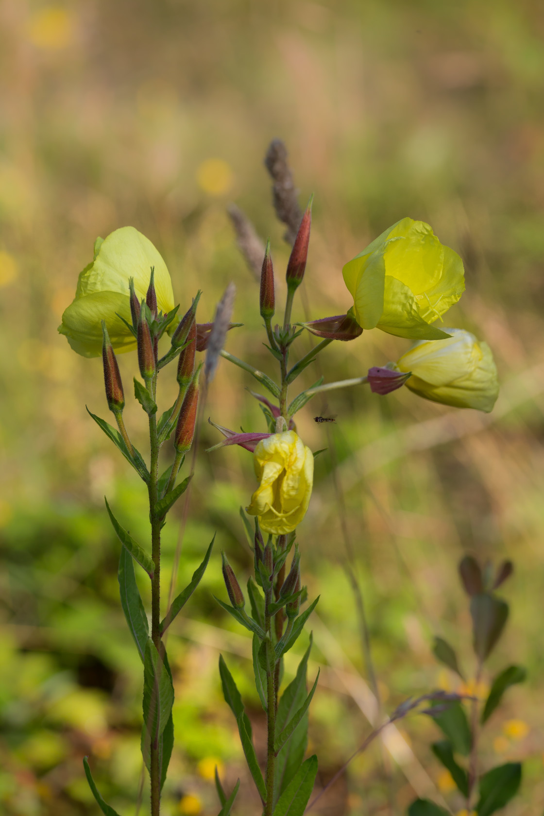 "Evening Primrose" stock image