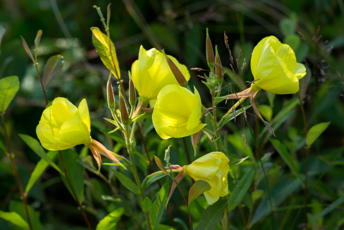 "Evening Primrose" stock image