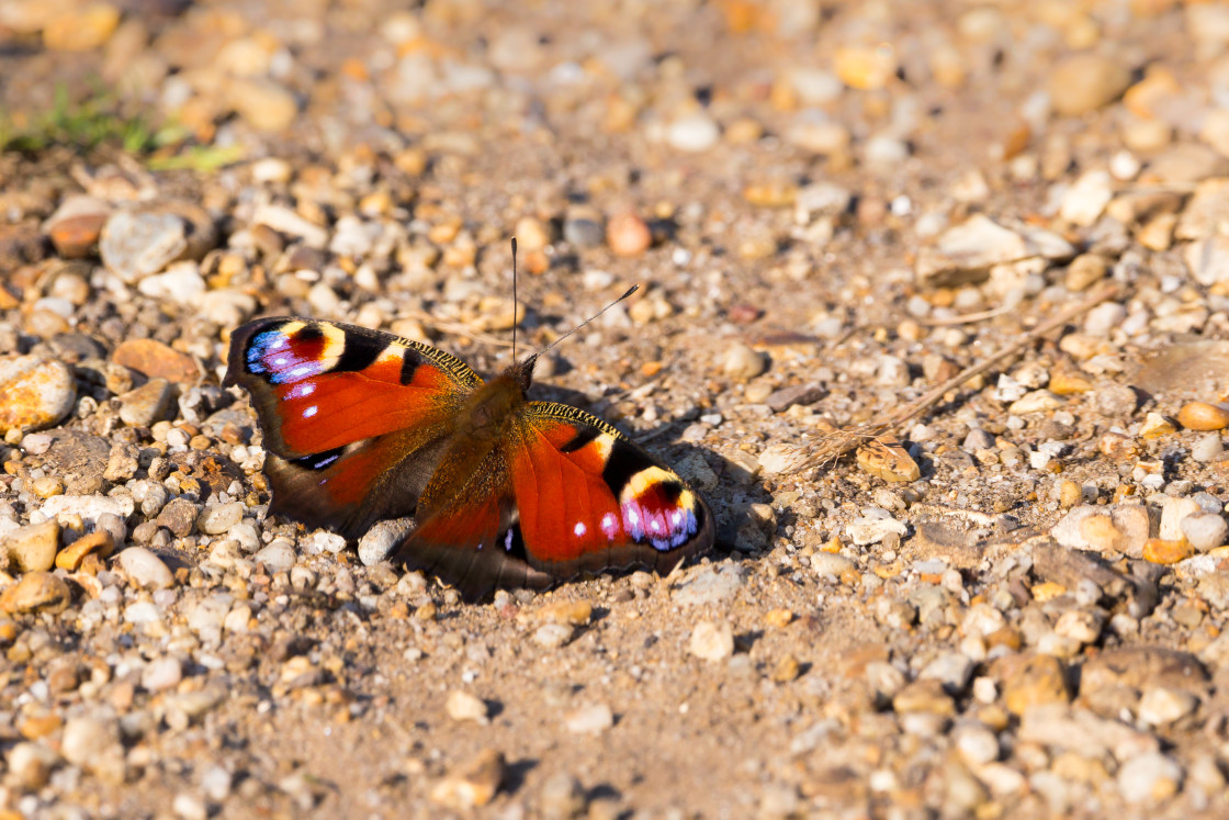 "Peacock Butterfly" stock image