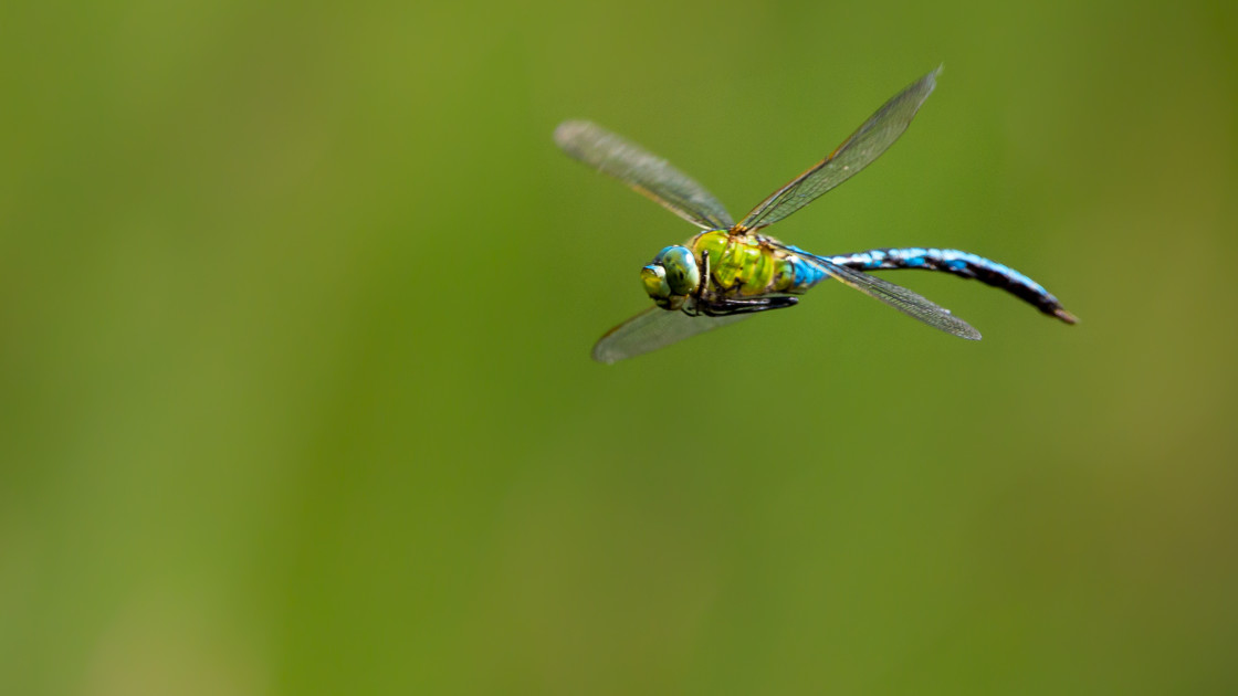 "Male Emperor Dragonfly Flight" stock image