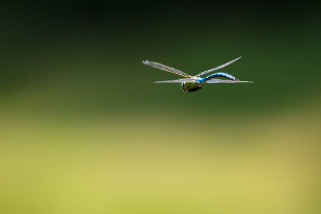 "Male Emperor Dragonfly Flight" stock image