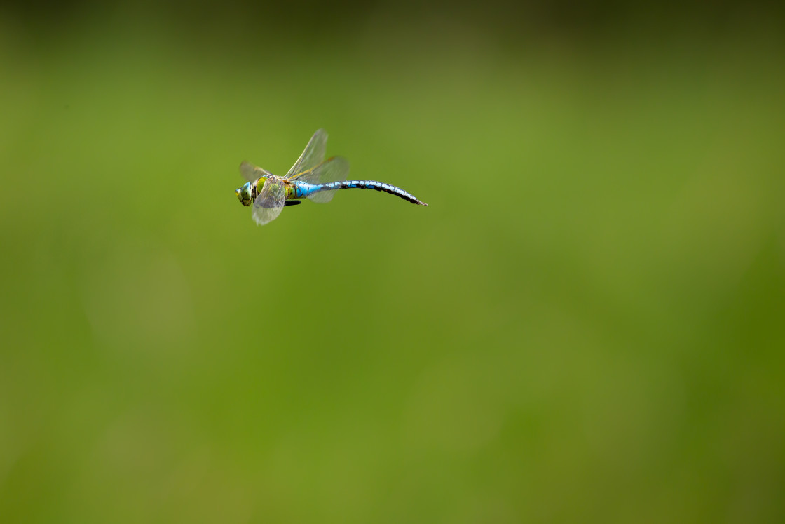 "Male Emperor Dragonfly Flight" stock image