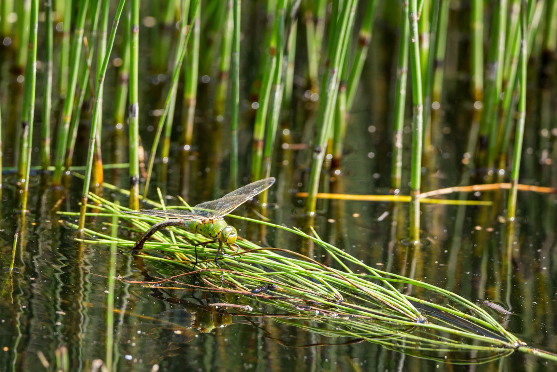 "Female Emperor Dragonfly Egg Laying" stock image