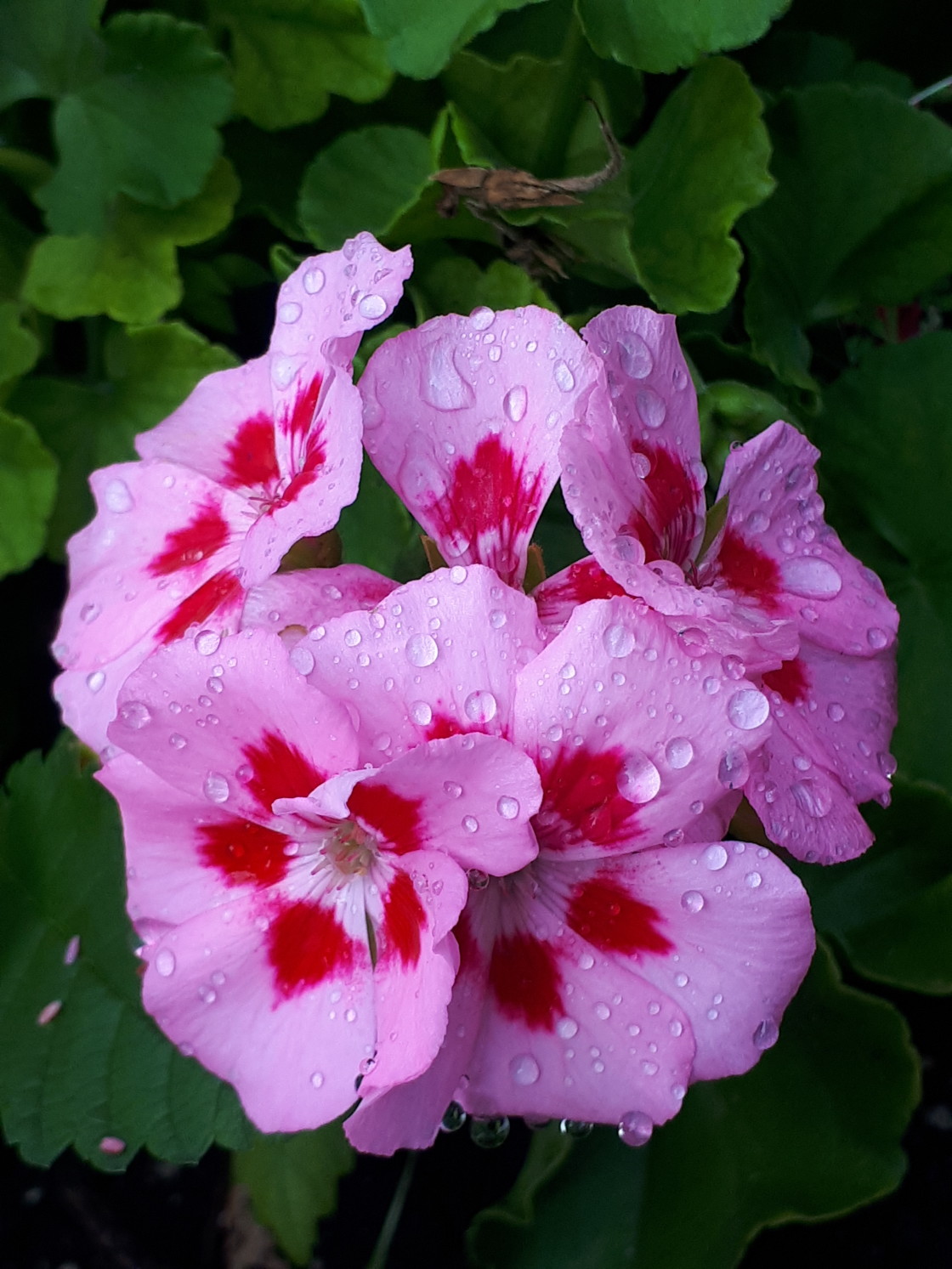 "Morning Glory II" stock image