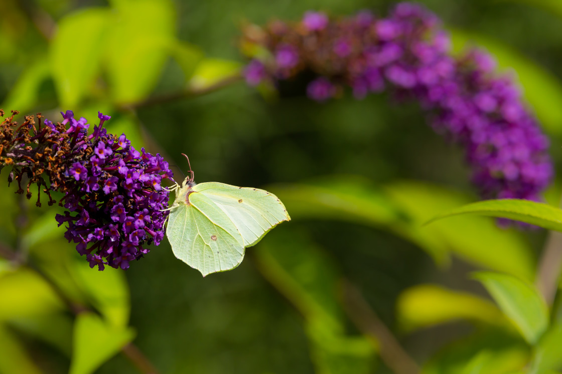 "Brimstone Butterfly" stock image