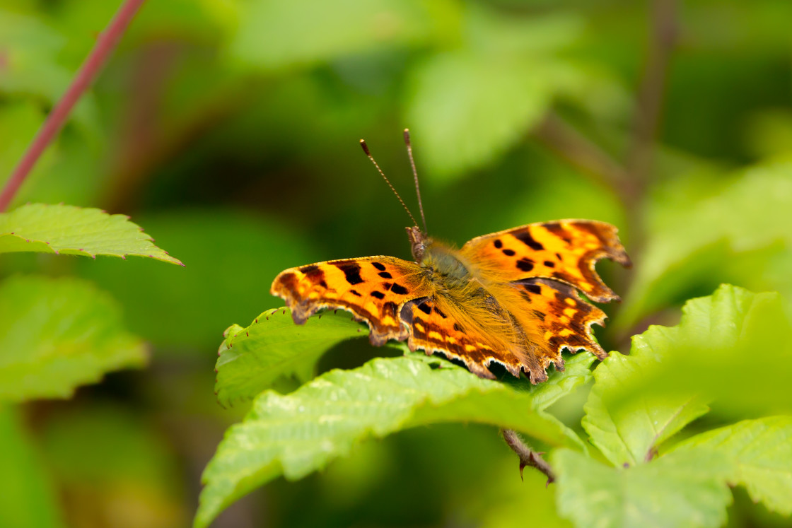 "Comma Butterfly" stock image