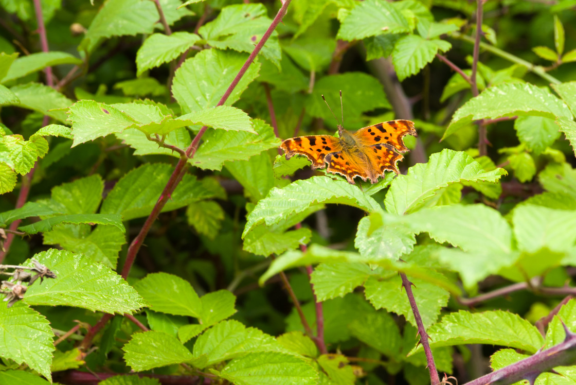 "Comma Butterfly" stock image