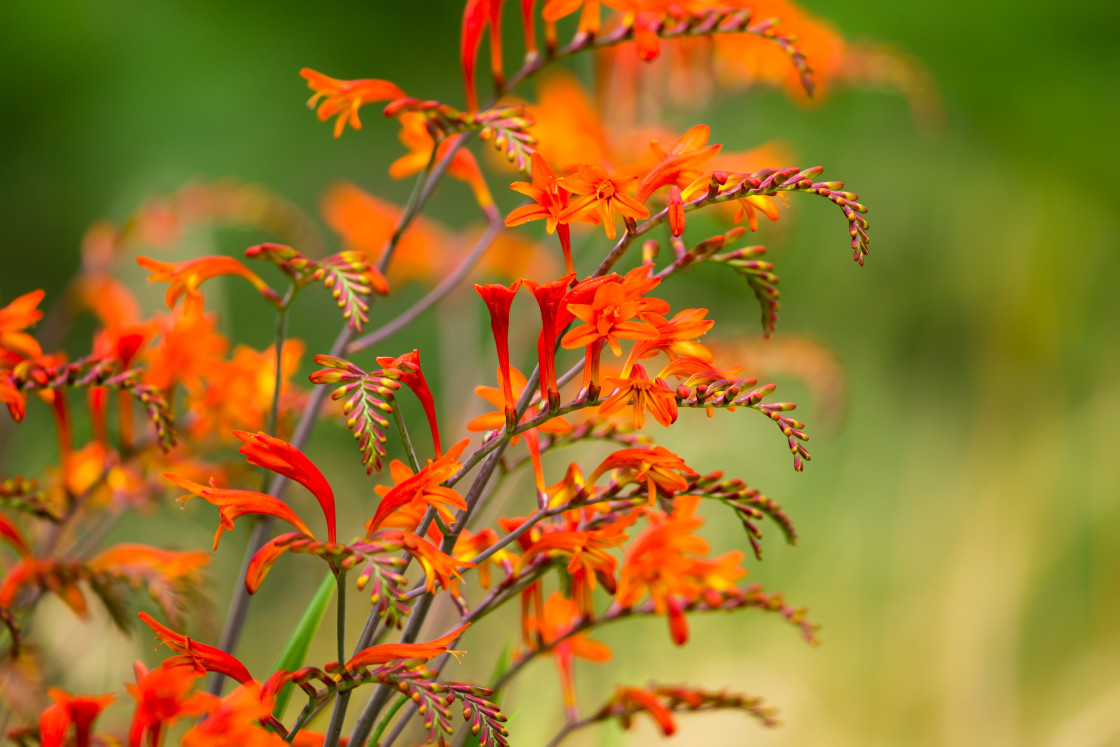 "Montbretia Flower" stock image