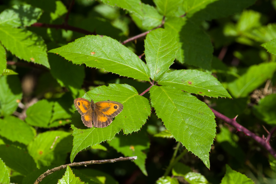 "Gatekeeper" stock image