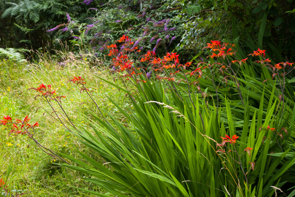 "Montbretia Flower" by Gordon England - $12.63 "Montbretia Flower" stock image
