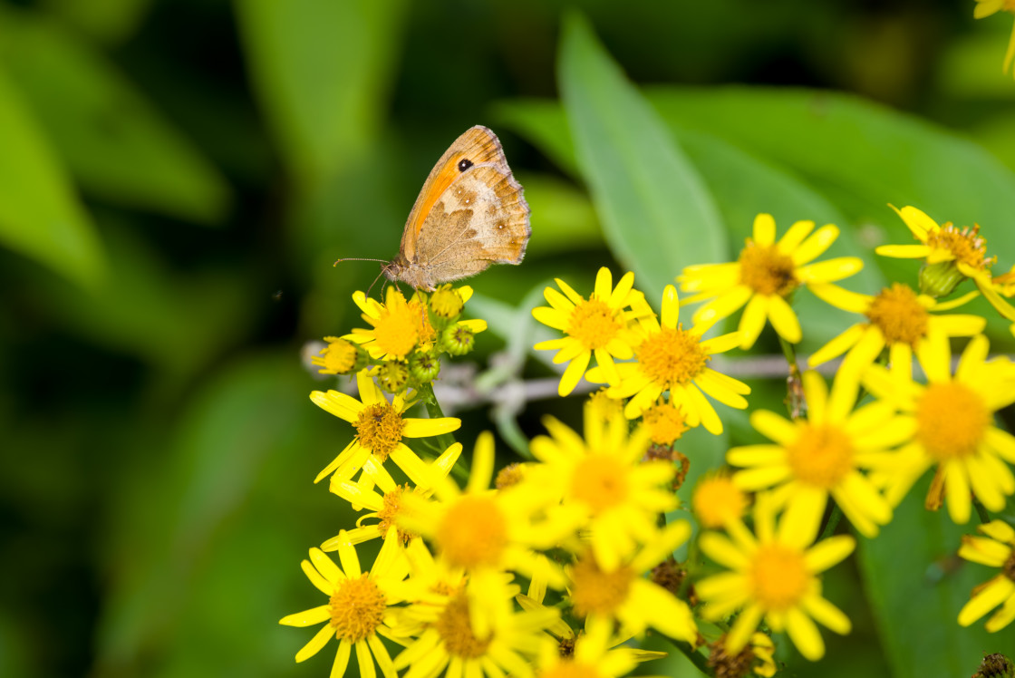 "Gatekeeper" stock image