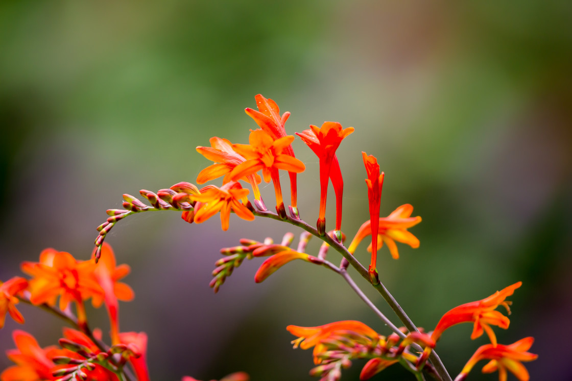 "Montbretia Flower" stock image