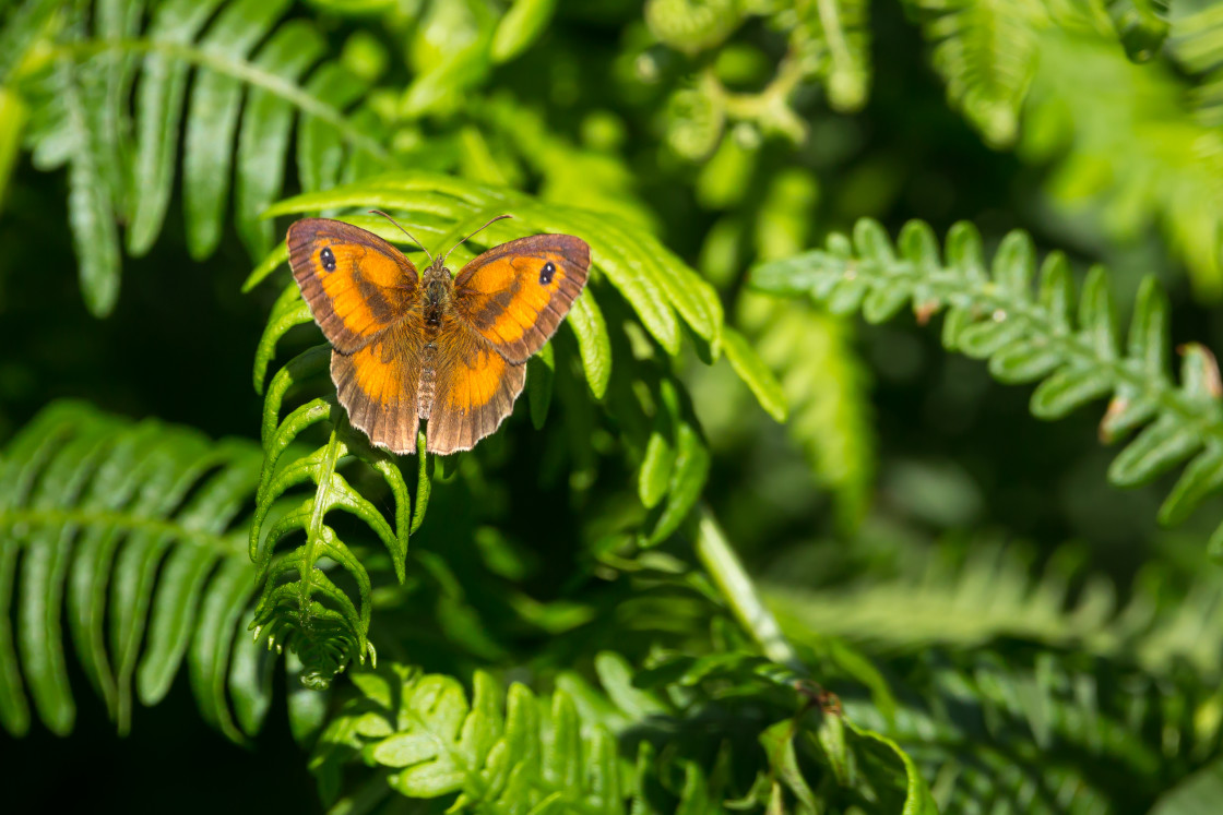 "Gatekeeper" stock image