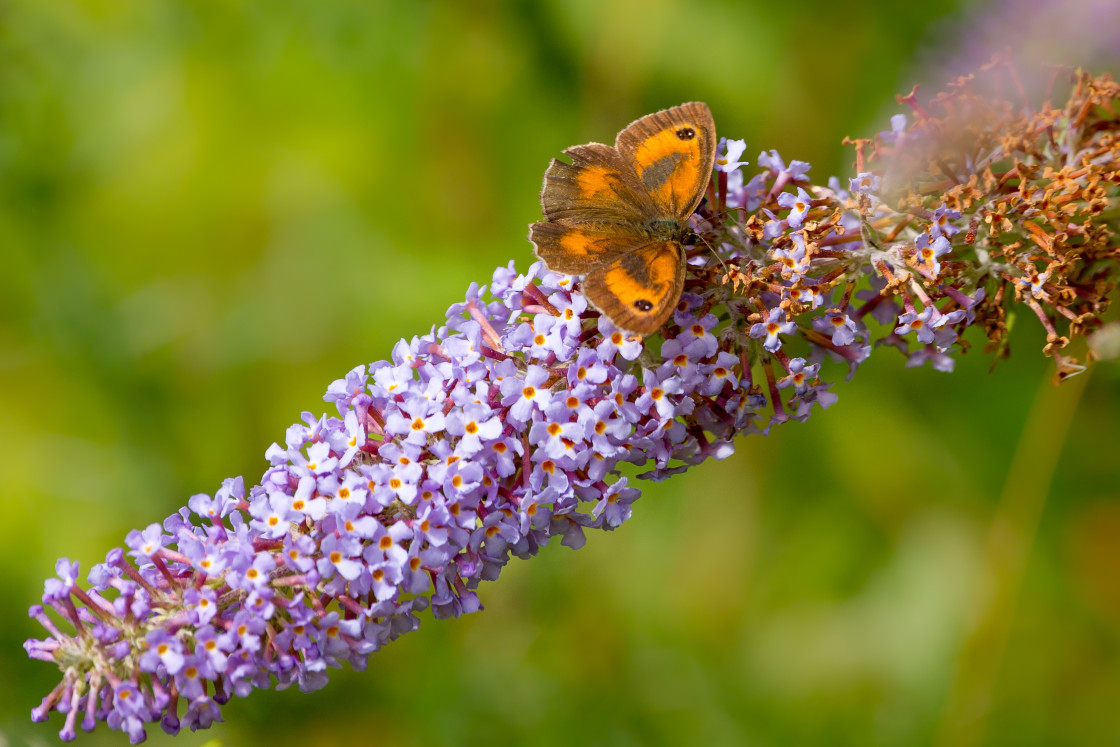 "Gatekeeper" stock image