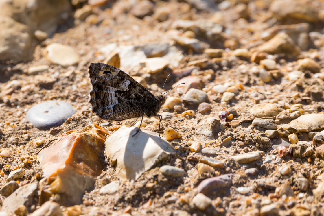 "Grayling Butterfly" stock image