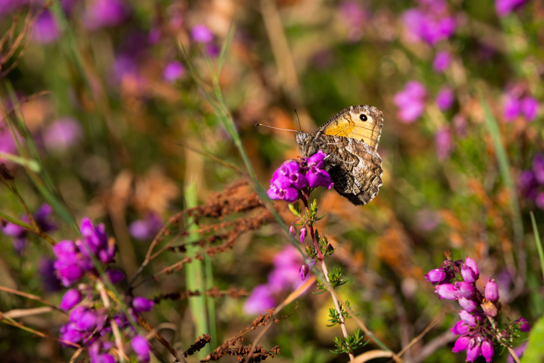 "Grayling Butterfly" stock image