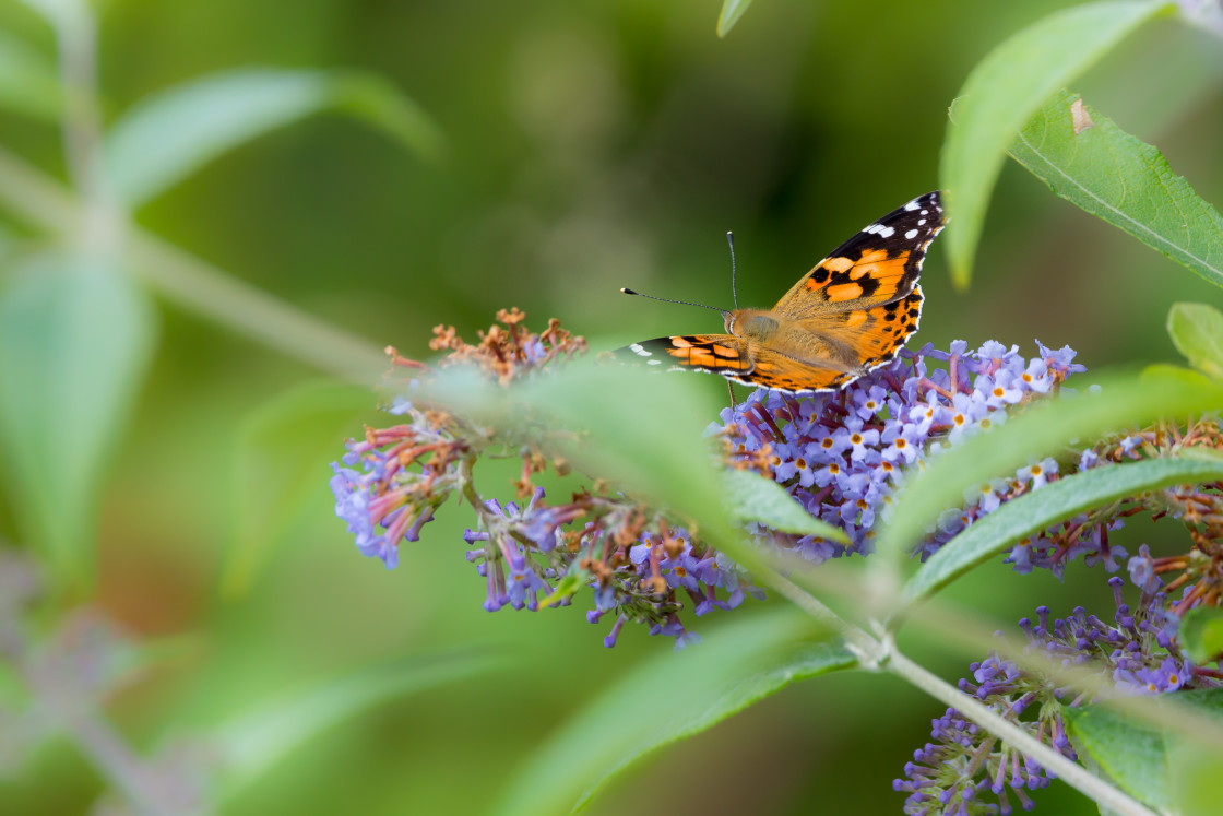 "Painted Lady Butterfly" by Gordon England - $12.55 "Painted Lady Butterfly" stock image