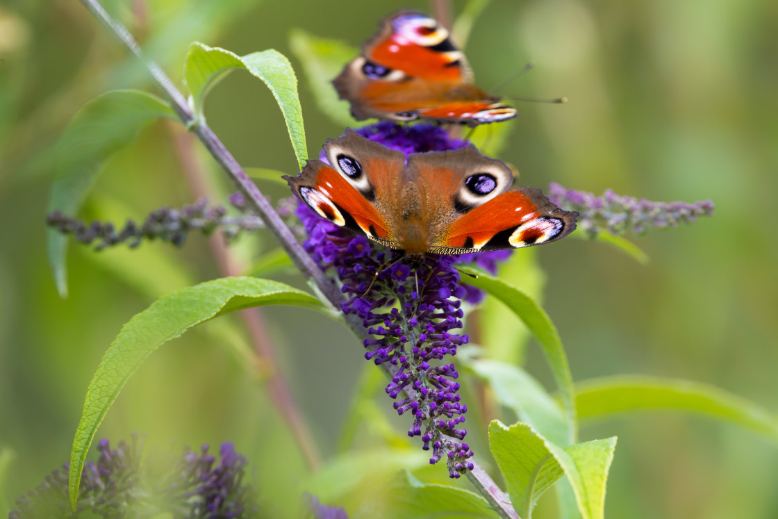 "Peacock Butterflies" stock image