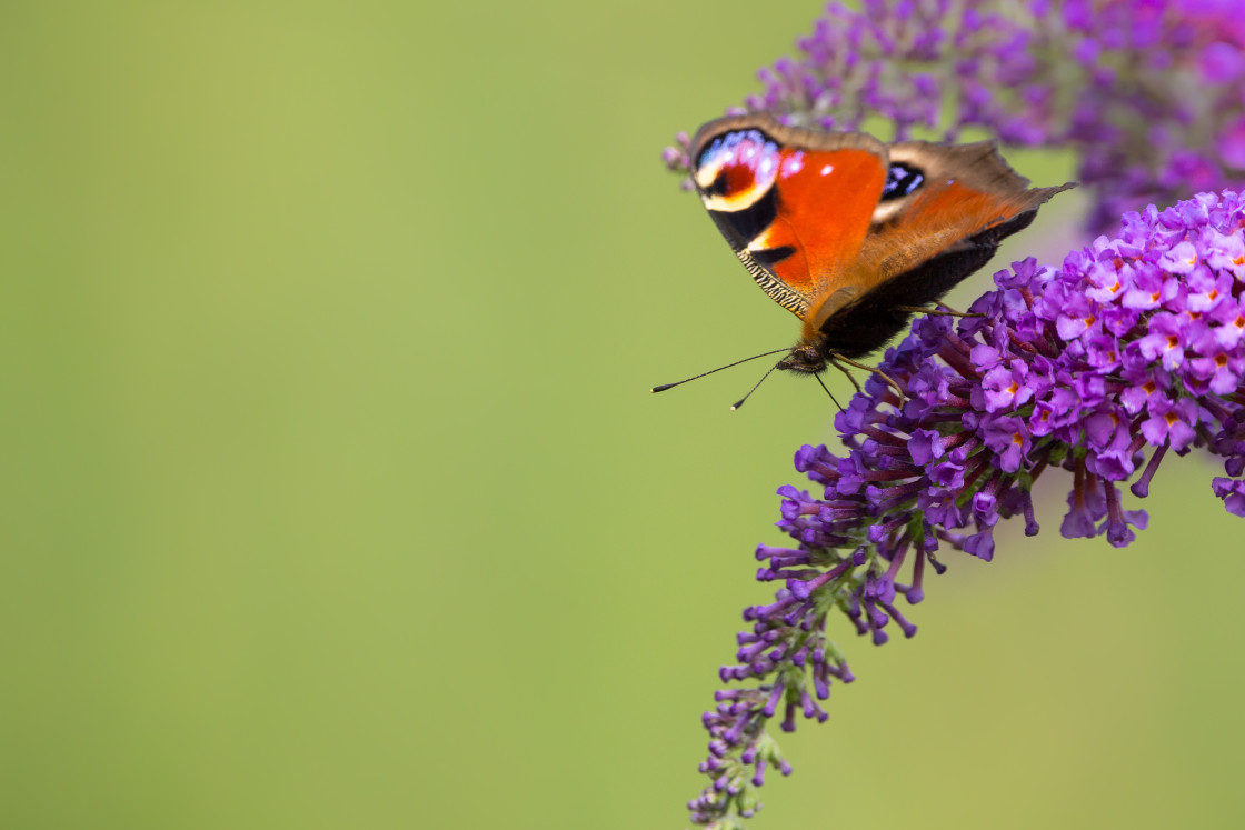 "Peacock Butterfly" stock image