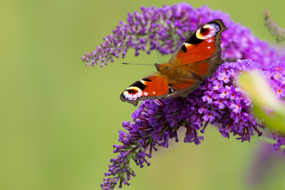 "Peacock Butterfly" stock image