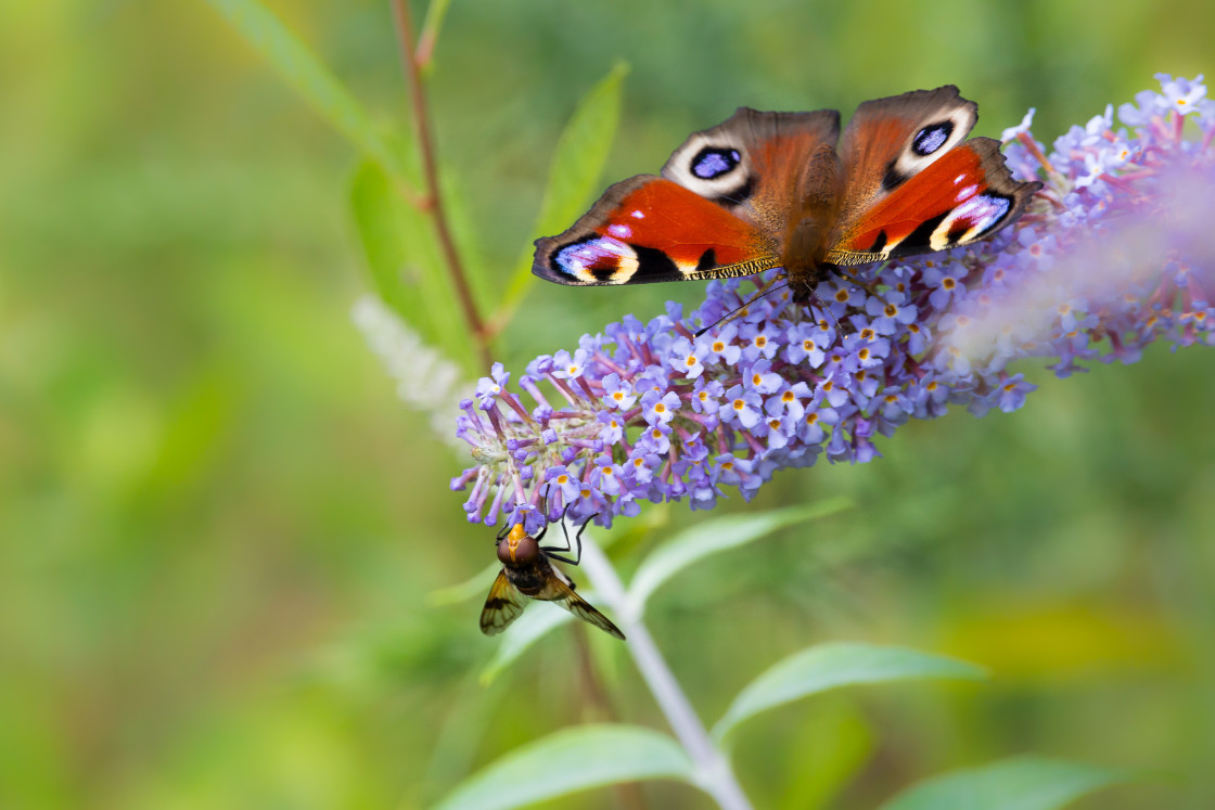 "Peacock Butterfly and Pellucid Hoverfly" stock image