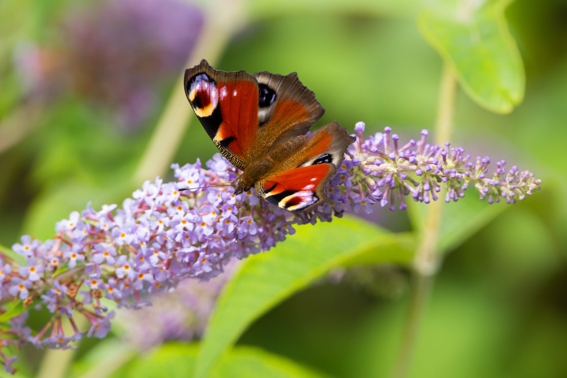 "Peacock Butterfly" stock image