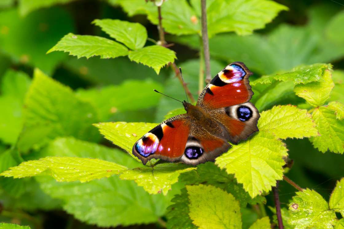 "Peacock Butterfly" stock image