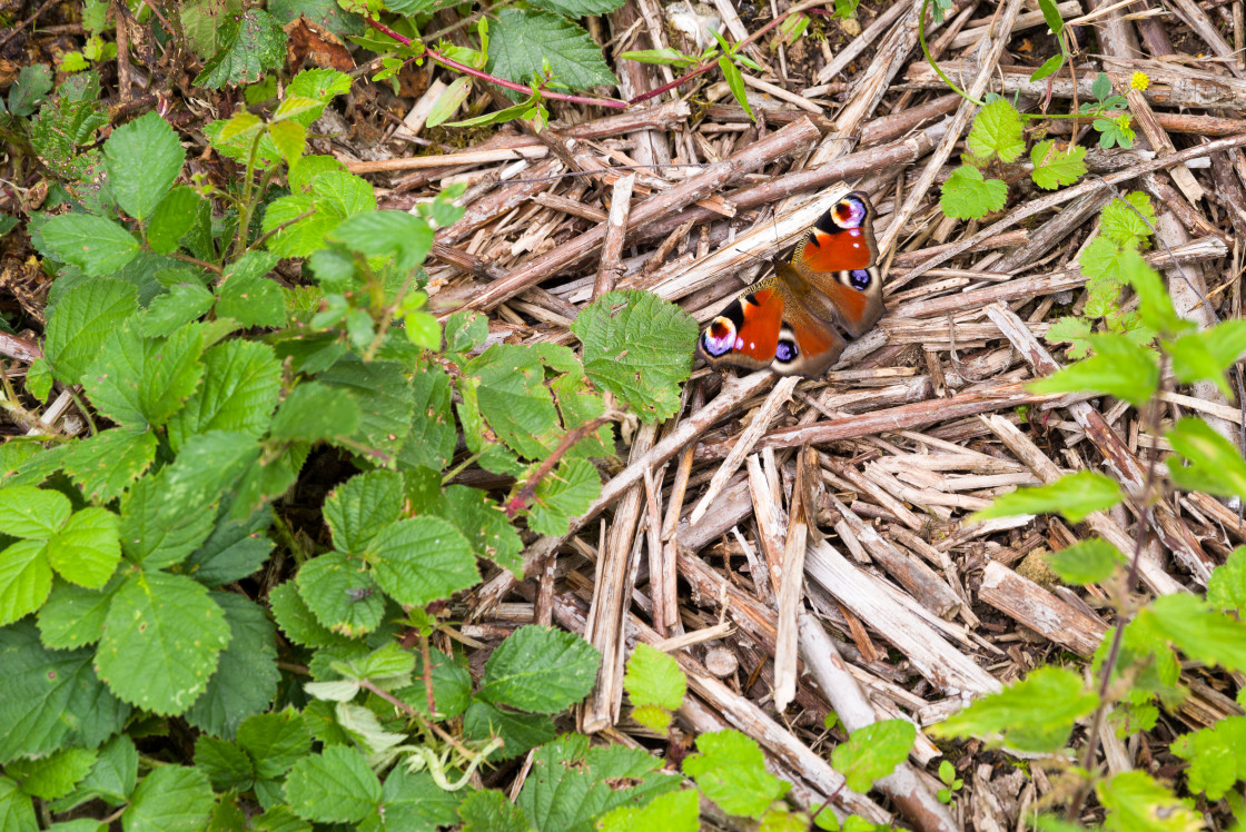 "Peacock Butterfly" stock image