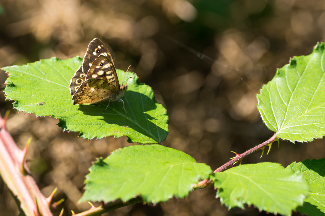 "Speckled Wood Butterfly" stock image