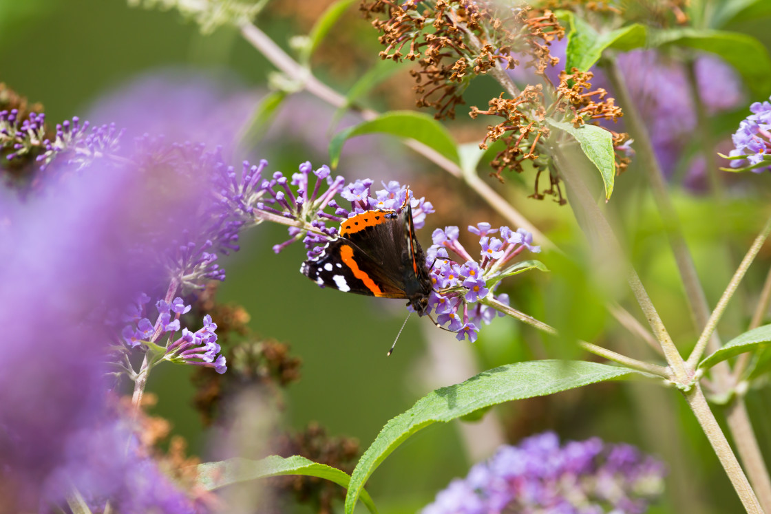 "Red Admiral" stock image