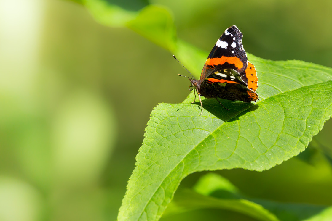 "Red Admiral" stock image