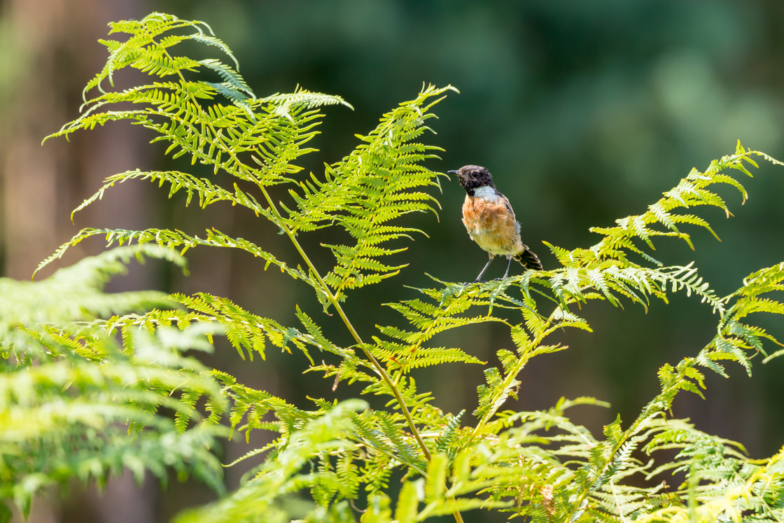 "Stonechat" by Gordon England - $12.65 "Stonechat" stock image