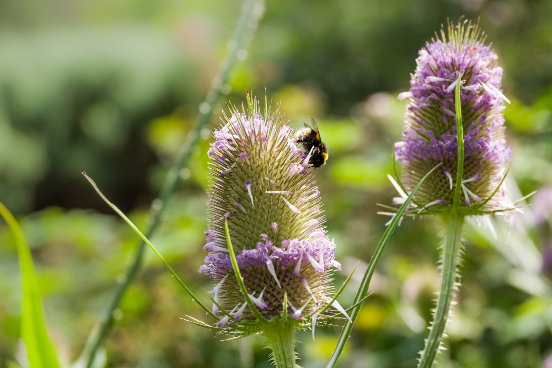 "Flowering Teasel and Bumblebee" stock image