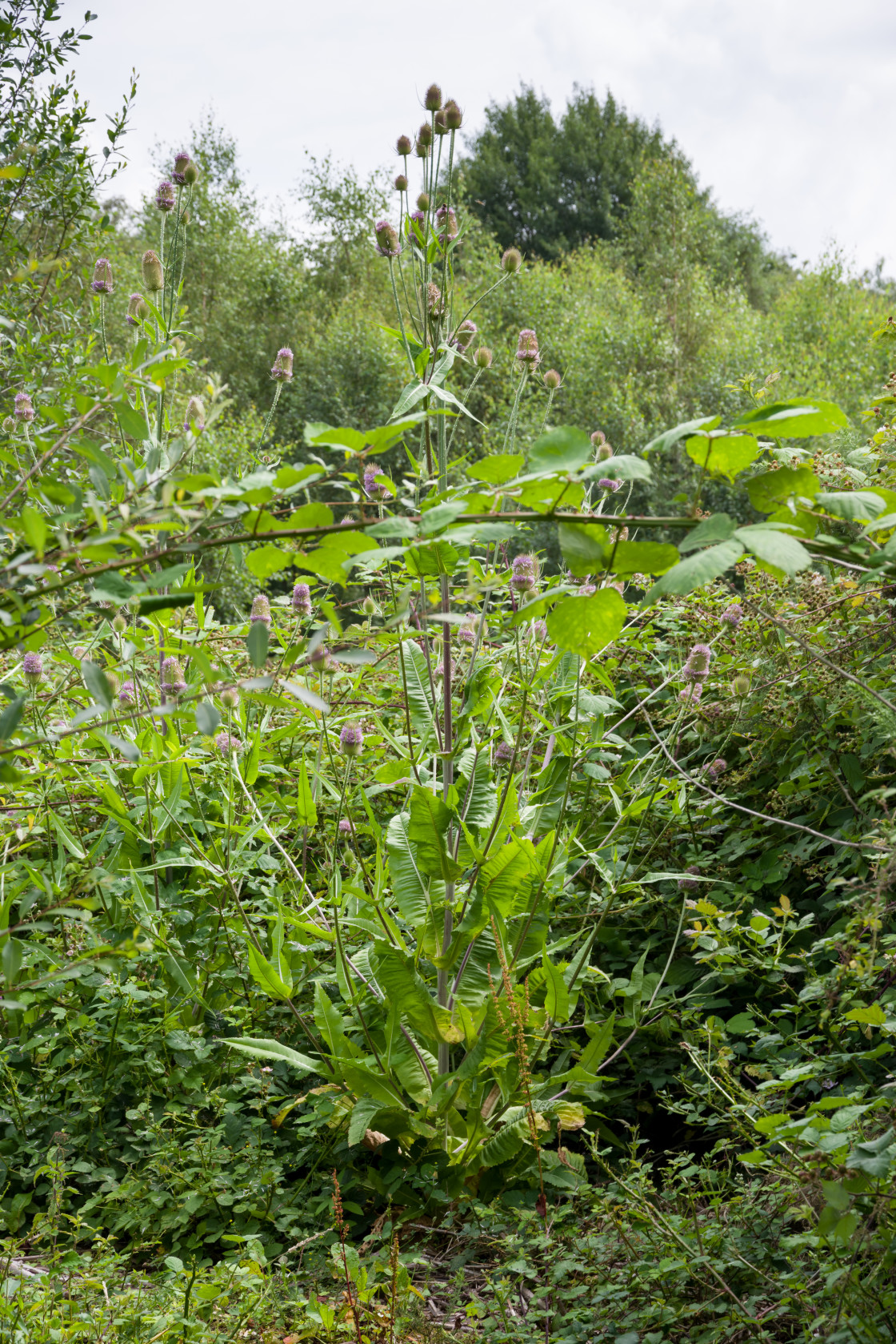 "Teasel" stock image