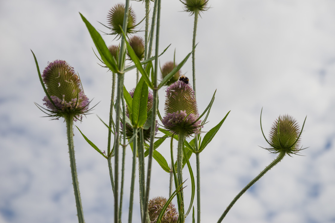 "Teasel" stock image