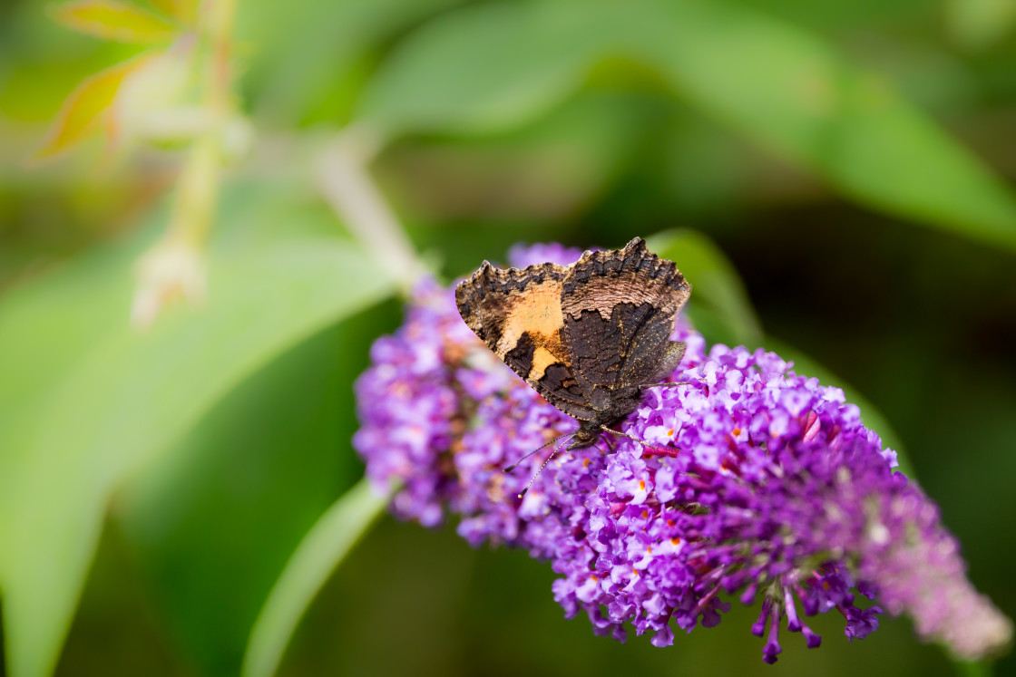 "Small Tortoiseshell Butterfly" stock image