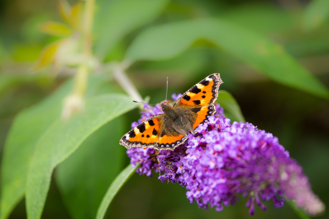 "Small Tortoiseshell Butterfly" stock image