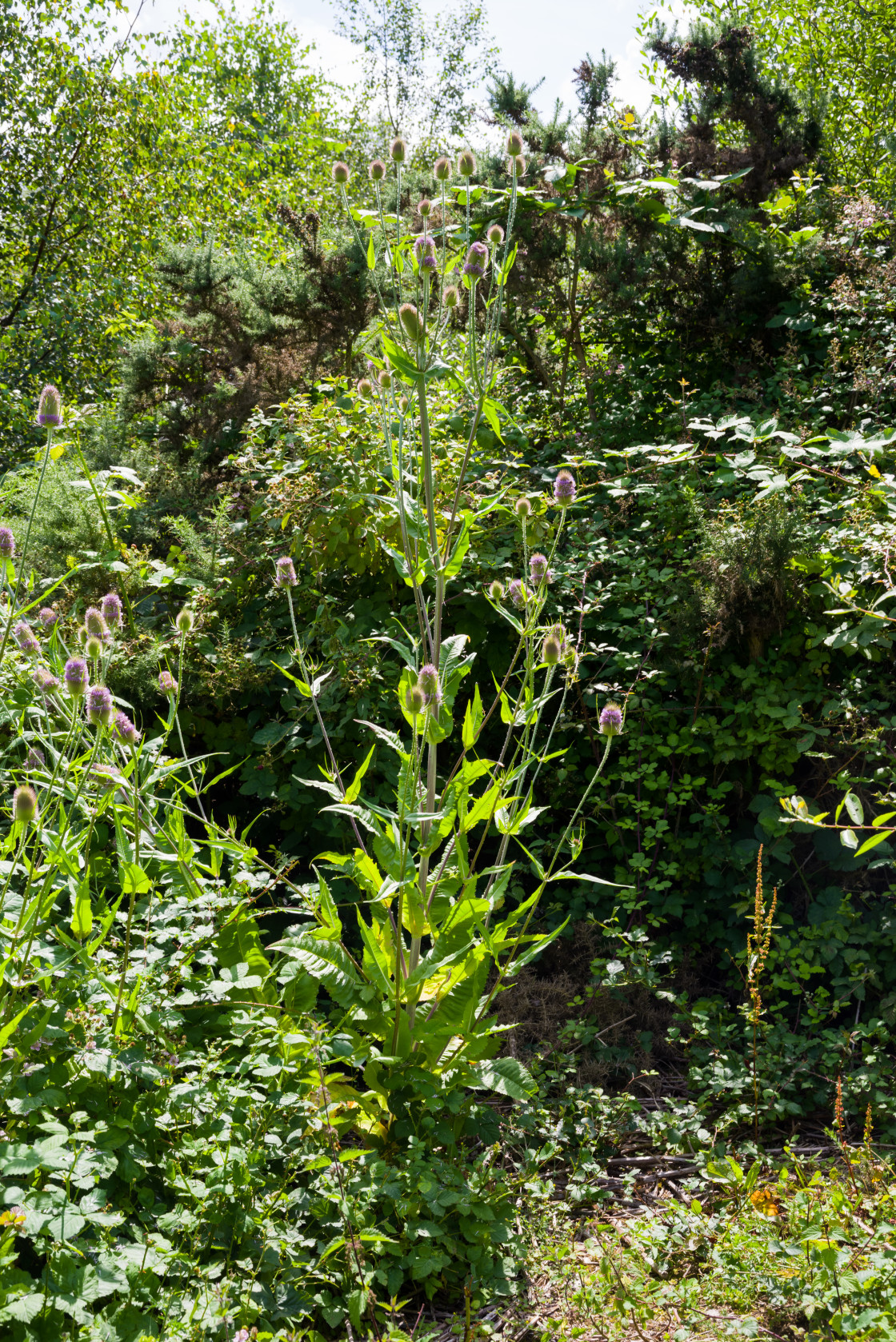 "Teasel" stock image