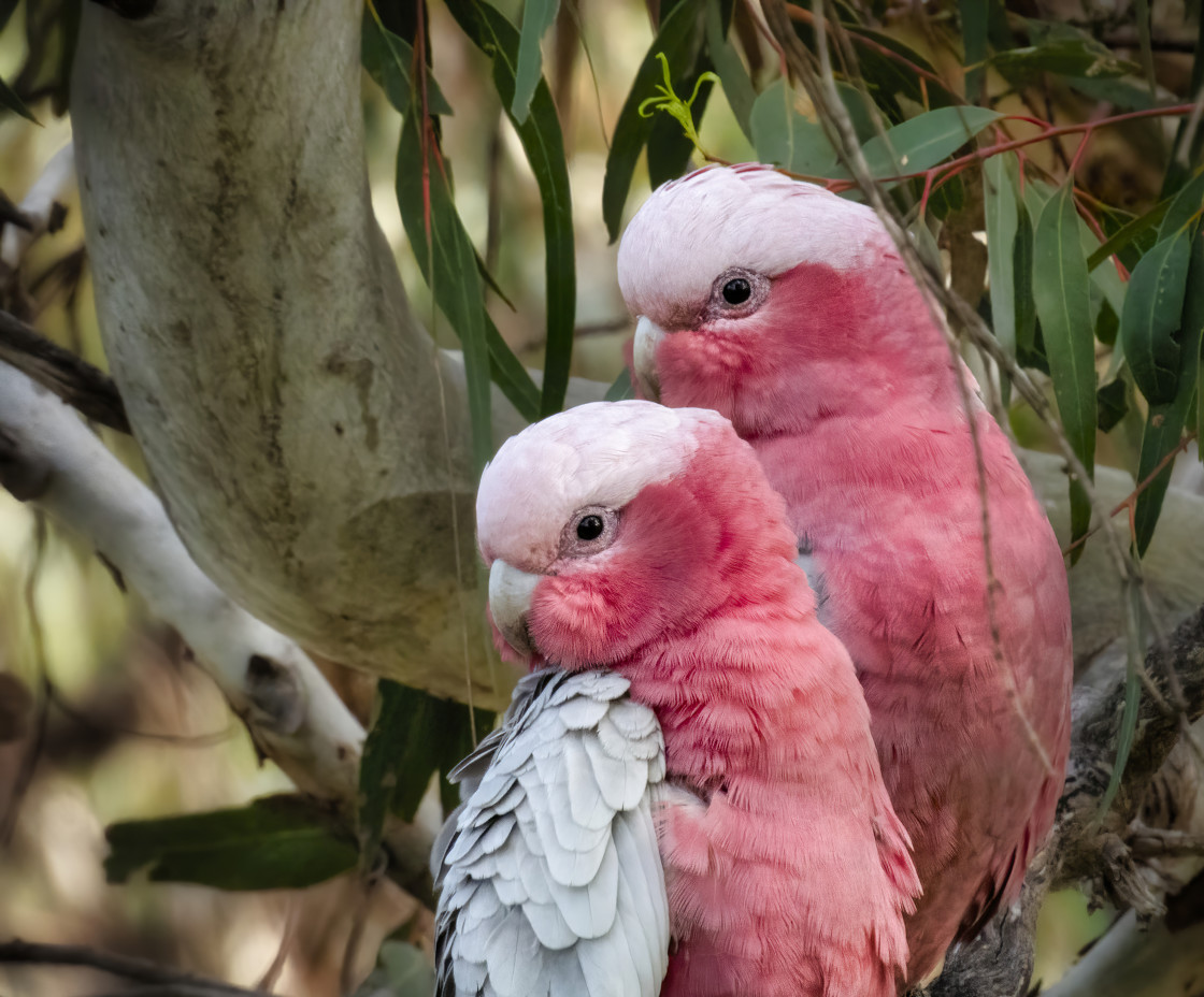 "Pink and Grey Galah Couple" stock image